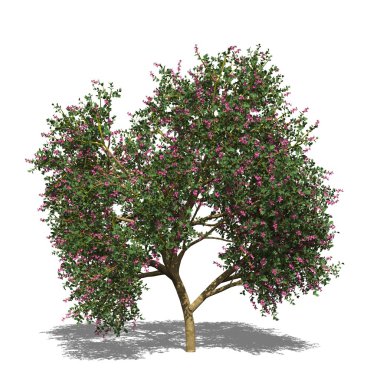 Bauhinia x blakeana (Sonbahar)