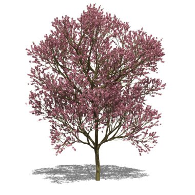 Katalpa x erubescens (Sonbahar)