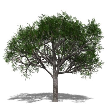 Delonix regia (Sonbahar)