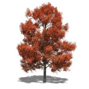 Liquidambar styraciflua (Sonbahar)