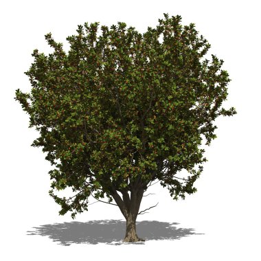 Terminalia catappa (Sonbahar)