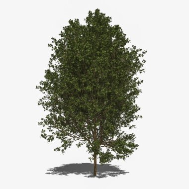 Acer negundo (yaz)