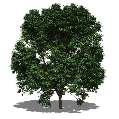 Acer pseudoplatanus (yaz)