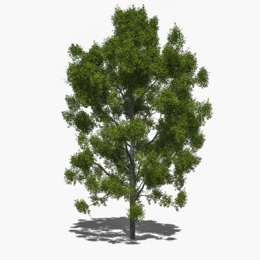 Liquidambar styraciflua (yaz)