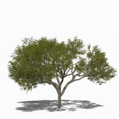 yağmur ağaç, samanea saman (yaz)