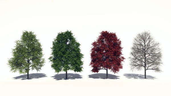 Acer rubrum (dört mevsim) — Stok fotoğraf