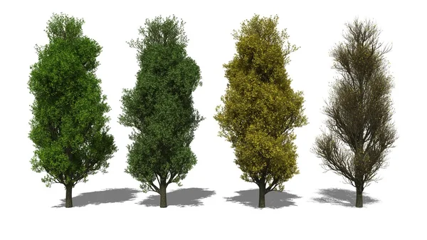 Quercus robur 'Fastigiata' (Four Seasons) — Fotografia de Stock