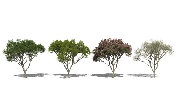 Yağmur ağaç, samanea saman (dört mevsim) — Stok fotoğraf