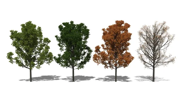 Quercus rubra (Quatro estações ) — Fotografia de Stock