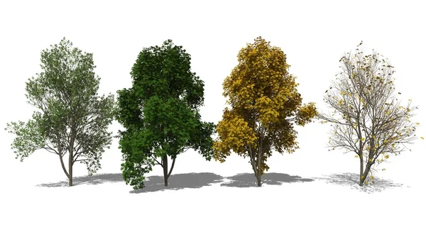 Sorbus aucuparia (quatro estações) — Fotografia de Stock