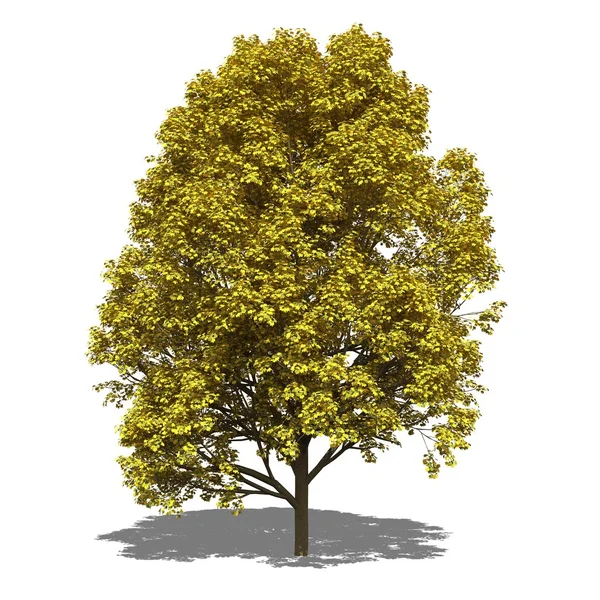 Acer pseudoplatanus (hösten) — Stockfoto