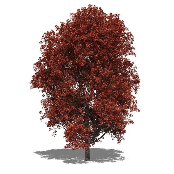 Acer rubrum (Herbst)) — Stockfoto