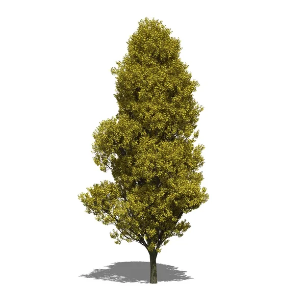 Quercus robur 'Fastigiata' (осень ) — стоковое фото