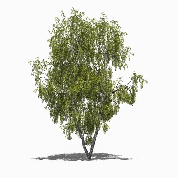 Betula pendula (verano ) — Foto de Stock