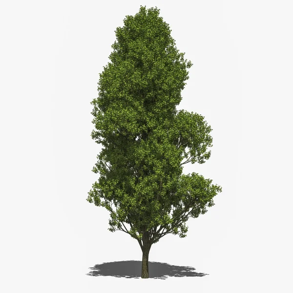 Quercus robur 'Fastigiata' (summer) — Stock Photo, Image
