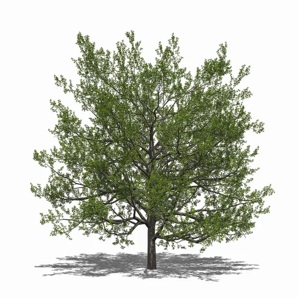 Quercus rubra (lato) — Zdjęcie stockowe
