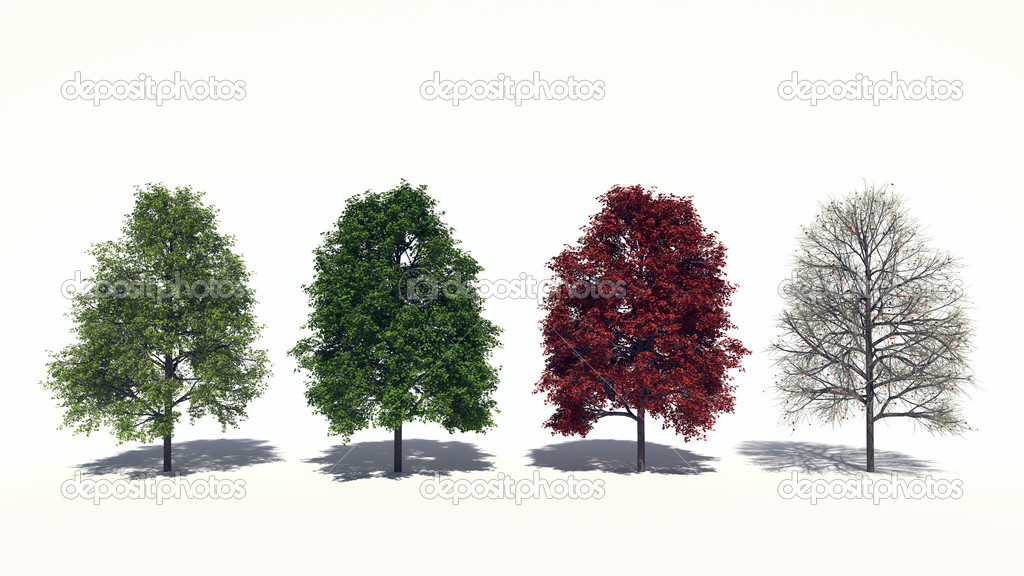 Acer rubrum (Four Seasons)