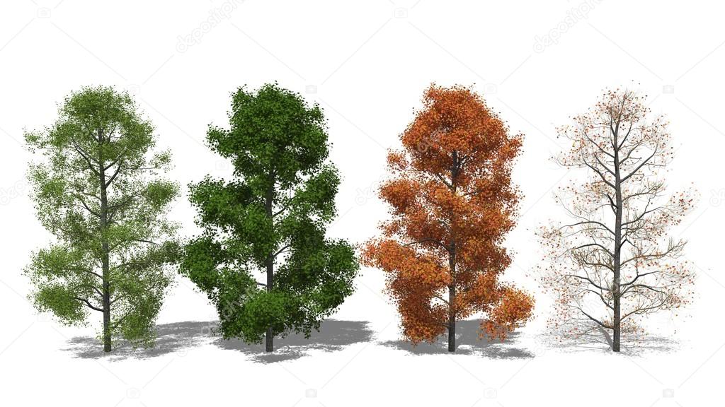 Amerikanischer Amberbaum (Liquidambar styraciflua) Four Seasons