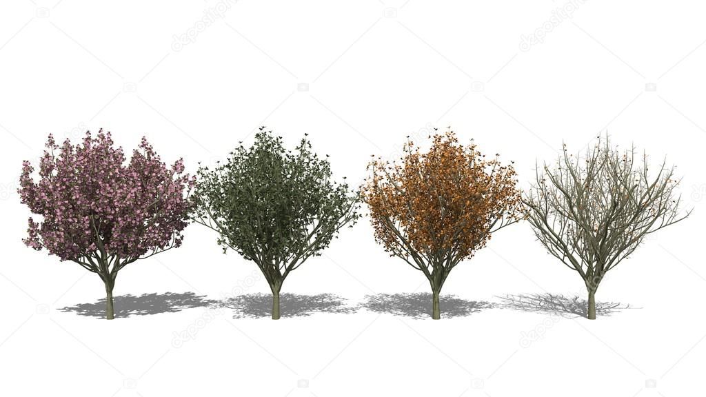 Prunus serrulata 'Kanzan' (Four Seasons)