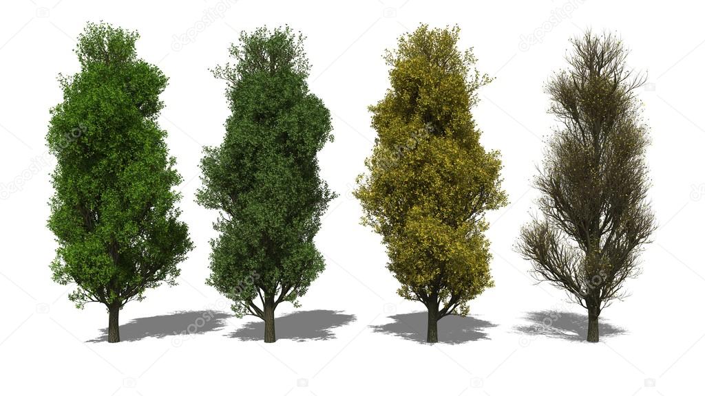 Quercus robur 'Fastigiata' (Four Seasons)