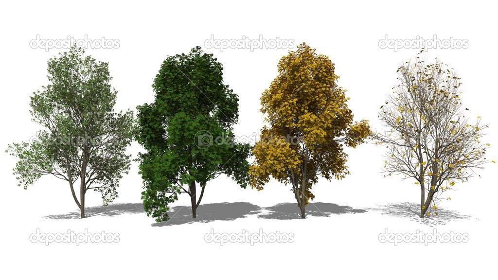 Sorbus aucuparia (Four Seasons)