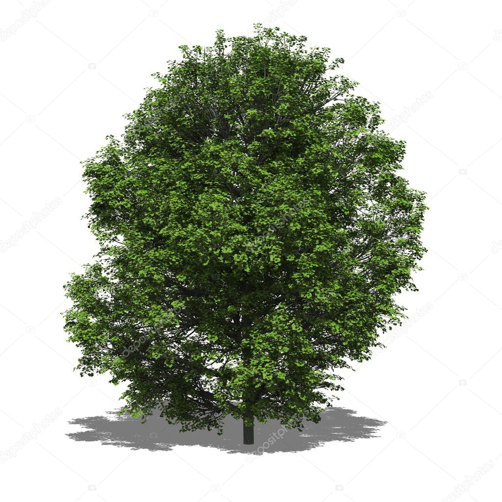 Acer platanoides (summer)