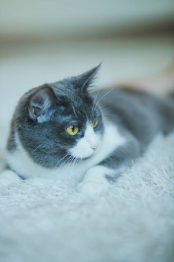 Gri beyaz bir kedinin portresi beyaz bir halıda yatıyor.