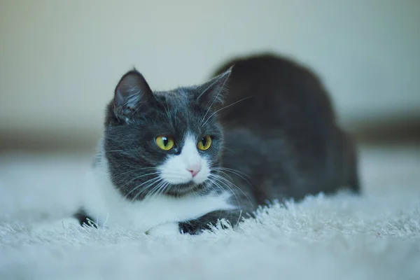 Retrato Belo Gato Cinza Branco Está Tapete Branco — Fotografia de Stock