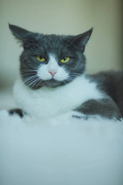 Portrait Beautiful Gray White Cat Lies White Carpet — Stock Photo, Image