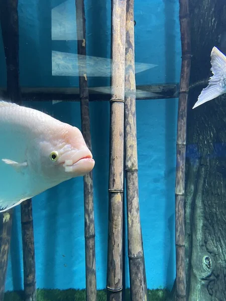 Aquarium Zierfische Aquarium — Stockfoto