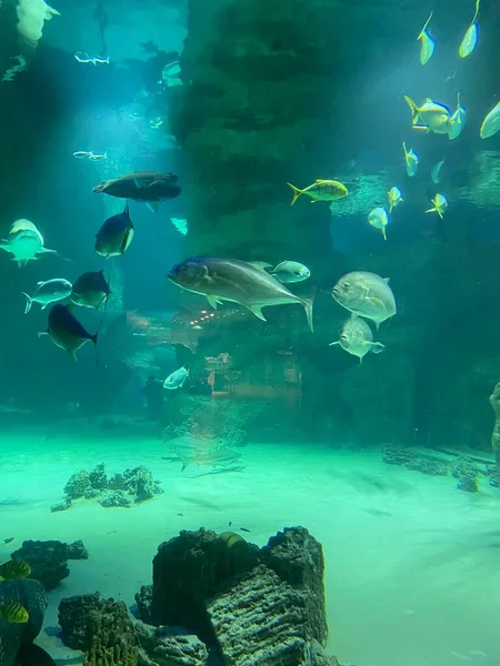 Aquarium Zierfische Aquarium — Stockfoto