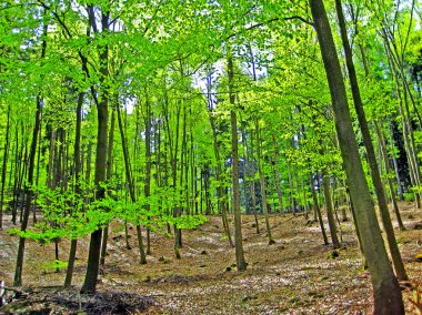 Orman