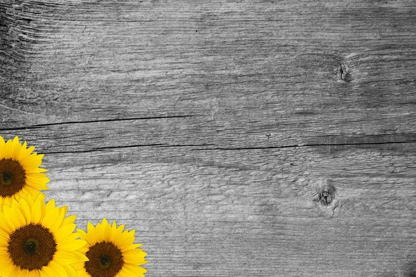 Sunflower blossoms on wood — Stock Photo, Image