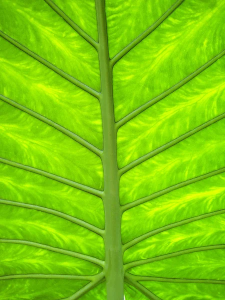 Leaf — Stock Photo, Image