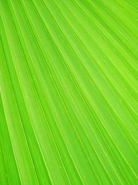 Textura de una hoja verde como fondo — Foto de Stock