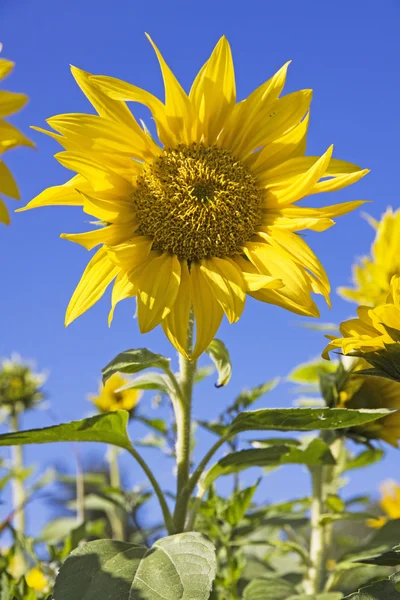 Girasole — Foto Stock