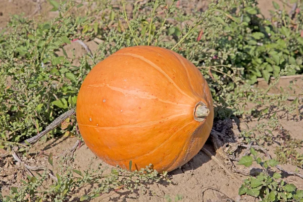 Calabaza — Foto de Stock