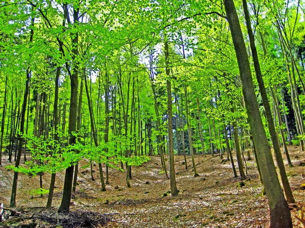 Wald — Stockfoto