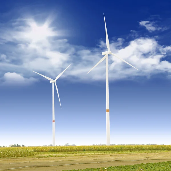 Turbiny wiatrowe w polu kukurydzy — Zdjęcie stockowe
