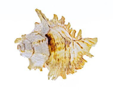 beyaz arka planda deniz kabuğu