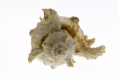 beyaz arka planda deniz kabuğu