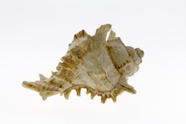 beyaz arka planda deniz kabuğu