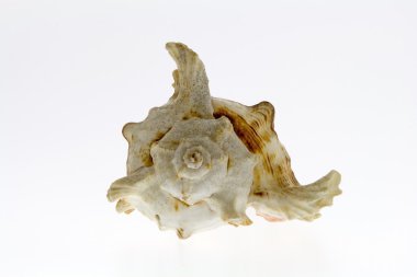 beyaz arka planda deniz kabuğu