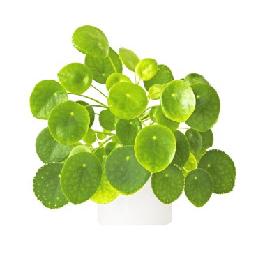 bir tencerede ev bitkisi