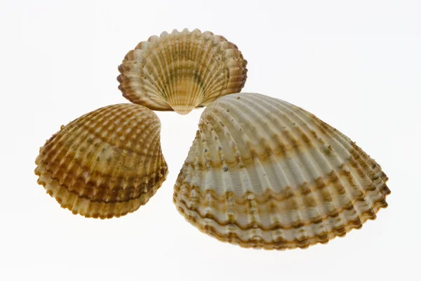 Sea shells isolated on white background — Stock Photo, Image