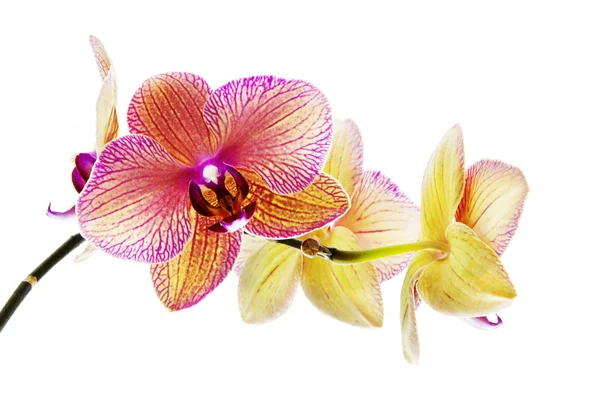 Rosa, flores de orquídea amarillas aisladas sobre fondo blanco — Foto de Stock