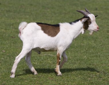 Bebek keçi