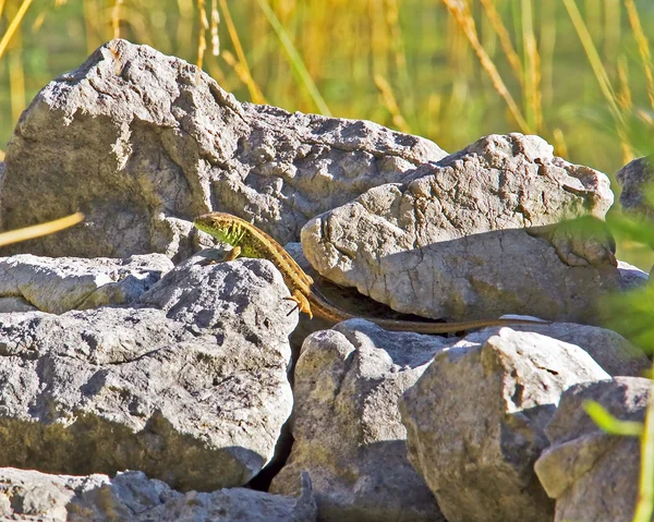 Lagarto em rochas — Fotografia de Stock