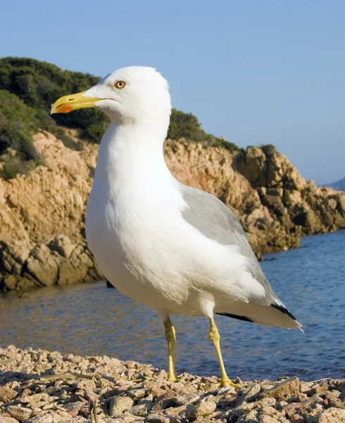 Sea bird seagull in nature — Stock Photo, Image