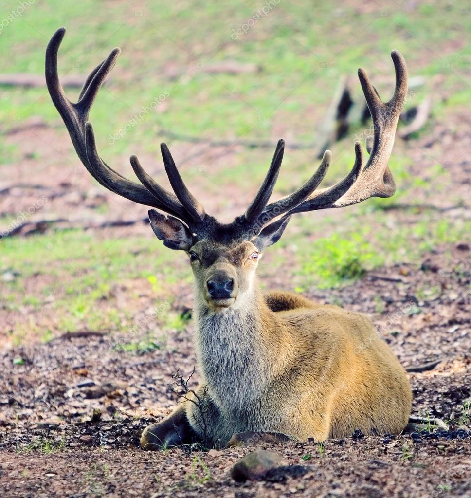 Wild deer — Stock Photo © aldorado #14070499